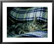 Domestic Cat, Sleeping by Sophie Swaine Limited Edition Print