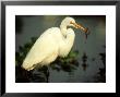 Great Egret, With Fish, Mato Grosso, Brazil by Berndt Fischer Limited Edition Print