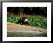 Giant Otter, With Piranha, Brazil by Berndt Fischer Limited Edition Print