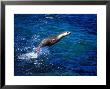 Australian Sea Lions, South Australia by David B. Fleetham Limited Edition Pricing Art Print