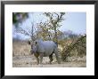 Black Rhino, Single Standing, Namibia by Patricio Robles Gil Limited Edition Print
