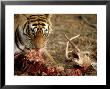 Bengal Tiger, Feeding, India by Patricio Robles Gil Limited Edition Print