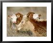 Cattle, Mexico by Patricio Robles Gil Limited Edition Print