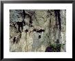 White-Headed Langur On Cliff, China by Patricio Robles Gil Limited Edition Print