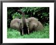 African Forest Elephant, Smelling, Africa by Patricio Robles Gil Limited Edition Print