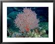 Gorgonian Or Sea Fan, Solomon Islands by Karen Gowlett-Holmes Limited Edition Pricing Art Print