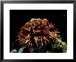 Sea Urchin, S.Japan by Laurence Gould Limited Edition Print