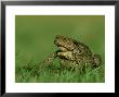 Common Toad, Portrait Of Adult In Grass Meadow, Uk by Mark Hamblin Limited Edition Print