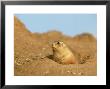 Prairie Marmot Emerging From Underground Burrow by Mark Hamblin Limited Edition Print