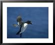 Razorbill, Alca Torda Adult In Flight Scotland by Mark Hamblin Limited Edition Print