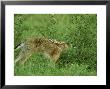 Brown Hare, Adult Stretching, Scotland by Mark Hamblin Limited Edition Pricing Art Print