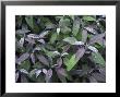 Purple Sage, Close-Up Of Leaves And Water Drops by Mark Hamblin Limited Edition Print