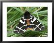 Garden Tiger Moth, Wings Open, Scotland by Mark Hamblin Limited Edition Print