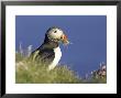 Atlantic Puffin, Adult With Nest Material On Grassy Cliff Top, Iceland by Mark Hamblin Limited Edition Print