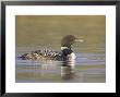 Great Northern Diver, Adult In Breeding Plumage On Water In Evening Light, Iceland by Mark Hamblin Limited Edition Print