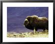 Musk Ox, Adult Male On Tundra In Autumn, Norway by Mark Hamblin Limited Edition Print