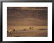 Desert Elephant, Herd Walking In Desert Near Purros, Namibia by Roger De La Harpe Limited Edition Pricing Art Print