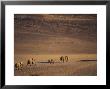 Desert Elephant, Herd Walking In Desert Near Purros, Namibia by Roger De La Harpe Limited Edition Print