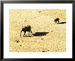 Elephants In Motloutse River Bed, Nothern Tuli Game Reserve, Botswana by Roger De La Harpe Limited Edition Print