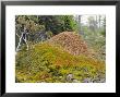 Ant Hill, Kuusamo Area, Northeast Finland by Philippe Henry Limited Edition Print