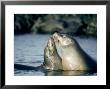 Galapagos Sea Lion, Pups Greeting, Galapagos by Mark Jones Limited Edition Pricing Art Print