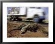 Giant Anteater, Road Kill Victim, Brazil by Mark Jones Limited Edition Pricing Art Print