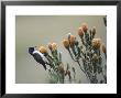 Ecuadorian Hillstar On Chuquiraga Shrub, Ecuador by Mark Jones Limited Edition Print