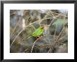 Grass Green Tanager, Mindo Valley, Andes, Ecuador by Mark Jones Limited Edition Pricing Art Print