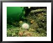 Sea Urchin Underwater, West Scotland, Uk by Paul Kay Limited Edition Print