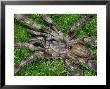 Salem Ornamental Tarantula, Poeciotheria Formosa Adult Male Southern India by Brian Kenney Limited Edition Print