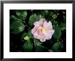 Camellia, Camellia Japonica Laurie Bray by Kidd Geoff Limited Edition Print