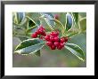 Holly, Berries by Kidd Geoff Limited Edition Print