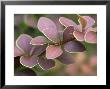 Berberis Thunbergii F.Atropurpurea, Leaves by Kidd Geoff Limited Edition Pricing Art Print