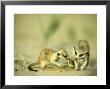Meerkat, Young Sharing Scorpion Prey, Kalahari by David Macdonald Limited Edition Print