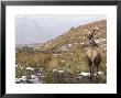 Highland Red Deer, Stag Looking Out Across Mountainside, The Highlands, Scotland by Elliott Neep Limited Edition Print