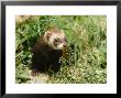 European Polecat In Low Vegetation, Sussex, Uk by Elliott Neep Limited Edition Pricing Art Print