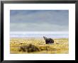 European Otter, Juvenile Preening On Rock Amongst Seaweed, Scotland by Elliott Neep Limited Edition Pricing Art Print