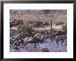 Grants Zebra & Wildebeest by Christian Grzimek Limited Edition Pricing Art Print