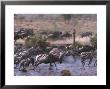 Grants Zebra & Wildebeest by Christian Grzimek Limited Edition Print