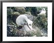 Grey Headed Albatross, Feeding Chick by Ben Osborne Limited Edition Pricing Art Print