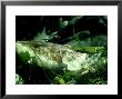 Common Cuttlefish, Feeding On Common Prawn, Uk by Oxford Scientific Limited Edition Print