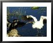 Wood Stork, Fighting Anhinga, Usa by Stan Osolinski Limited Edition Pricing Art Print
