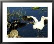 Wood Stork, Fighting Anhinga, Usa by Stan Osolinski Limited Edition Print