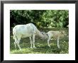 Addax, Mother Cleaning Baby by Stan Osolinski Limited Edition Print