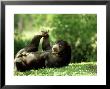 Malayan Sun Bear, Playing, Zoo Animal by Stan Osolinski Limited Edition Pricing Art Print
