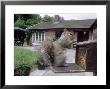 Grey Squirrel On Bird-Proof Squirrel Feeder, Mid-Wales, Uk by Richard Packwood Limited Edition Print