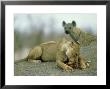 Lioness, With Kill, Botswana by Richard Packwood Limited Edition Print