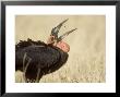 Ground Hornbill, Catching Insect, Botswana by Richard Packwood Limited Edition Print