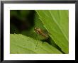 Little Snipe Fly, Adult At Rest, Cambridgeshire, Uk by Keith Porter Limited Edition Print