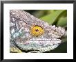 Parsons Chameleon, Head Shot, Madagascar by Mike Powles Limited Edition Pricing Art Print